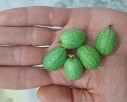 Mini pepino Cucamelon - Sementes