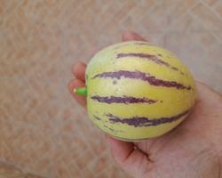 Pêra-Melão / Melão-Andino