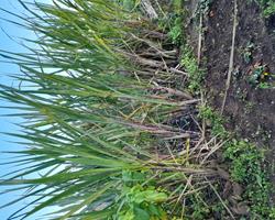 Cana de açúcar roxa