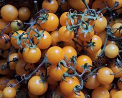 Tomate cherry (cereja)