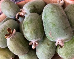 Feijoas (goiaba do mato)