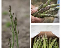 Espargos Biológicos