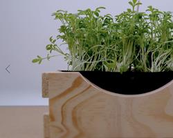 Micro Agrião