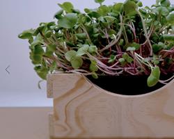 Micro Rabanete