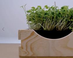 Micro Rúcula