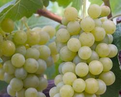 Moscatel