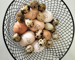 Ovos de codorniz
