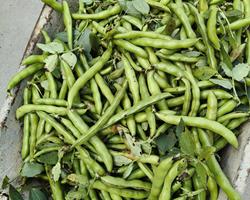 Favas