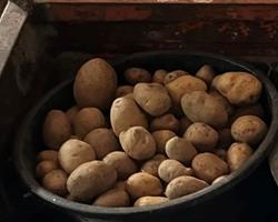 Batata branca canavec