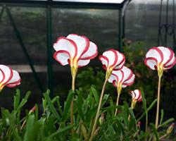 Oxalis Versicolor e Golden Cape