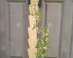 Groselha Japonesa (Elaeagnus Umbellata)
