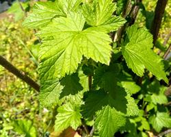 Folhas de Cassis
