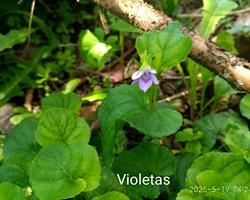 Violetas
