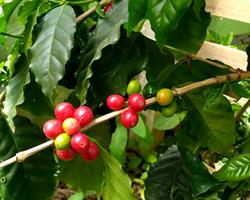 Folhas de Cafeeiro