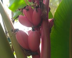 Bananeira fruto Rosa (Musa Velutina)