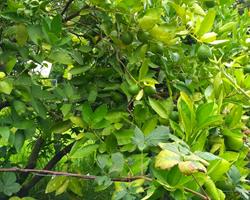 Limas