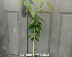 Cafeeiro Arabica