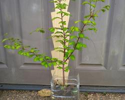 Metasequoia