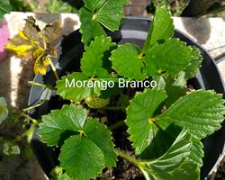 Morango Branco (Pine White)