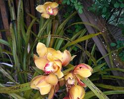Orquídeas (varias cores)