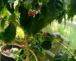 Folhas de Cafeeiro