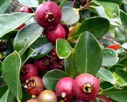 Araças
