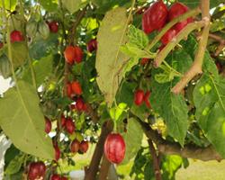 Tomarilho ou Tomate brasileiro