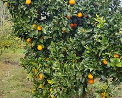 Laranjas Limão  e Tangerinas