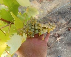 Uvas bio casta Arinto e Touriga franca