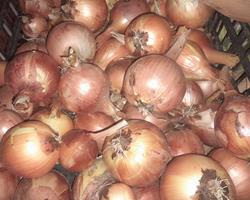 Cebola bio
