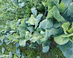 Couve portuguesa Natal