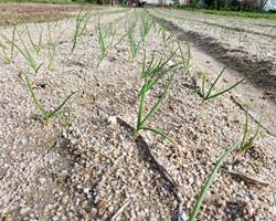 Cebola bio (clonado)