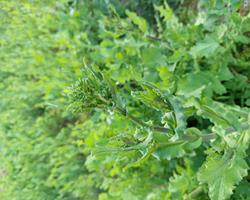 Grelos de nabo e couve