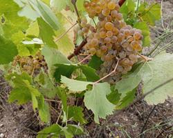 Uvas para vinho