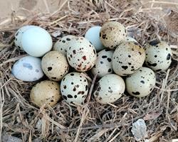 Ovos de Codorniz (para consumo)