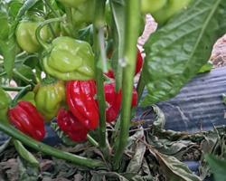 Pimenta Habanero Vermelho