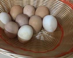Ovos de galinha Caseiro
