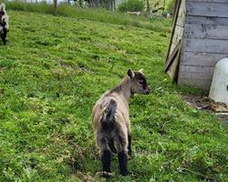 Cabrito anão