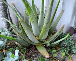 Folha de aloe vera