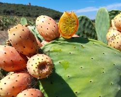 Figo da Índia laranja