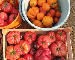 Tomate