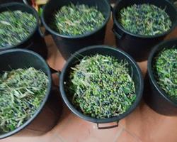 Azeite Quinta da Uva Mijona