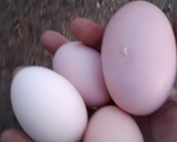 Ovos galinha Malines