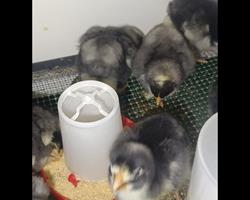 Pintos raça Malines