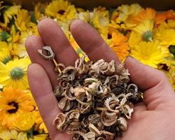 Calendula officinalis - Calendula, Marigold pacific beauty 1 - 100 grams fresh seeds