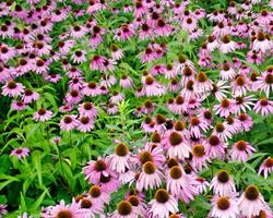 Echinacea Purpurea coneflower - flor roxa/rosa 1-100 gramas