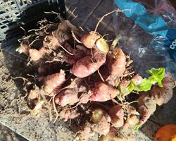 Rizomas de batata yacon