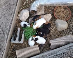 Porquinhos da Índia (Cavia porcellus)