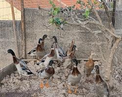Pato corredor indiano