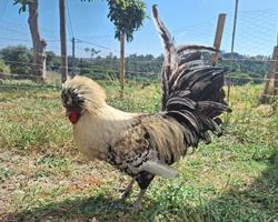 Ovos Galados de Galinha Paduana (polonesa de topete)